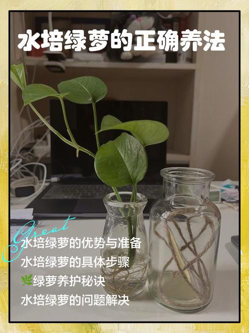 自来水公司如何养水培植物？-第2张图片-吾爱花网