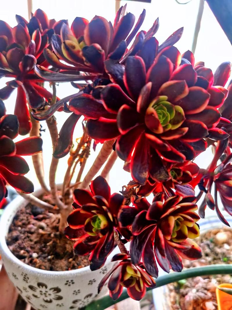 哪些多肉最喜阳，日常养护怎么晒？-第2张图片-吾爱花网