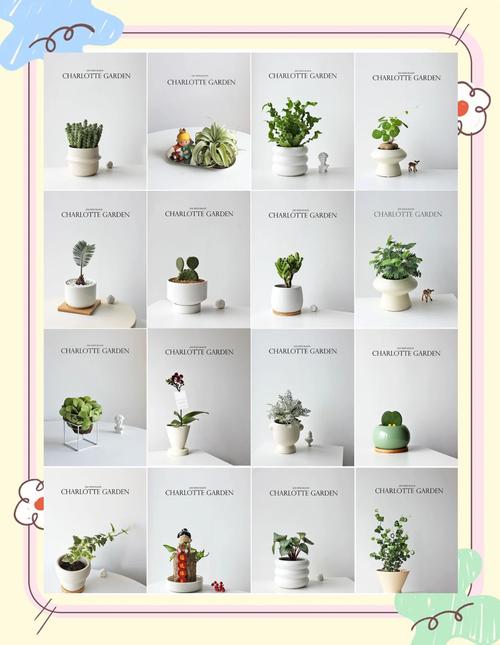 学生适合养什么小盆栽？-第1张图片-吾爱花网