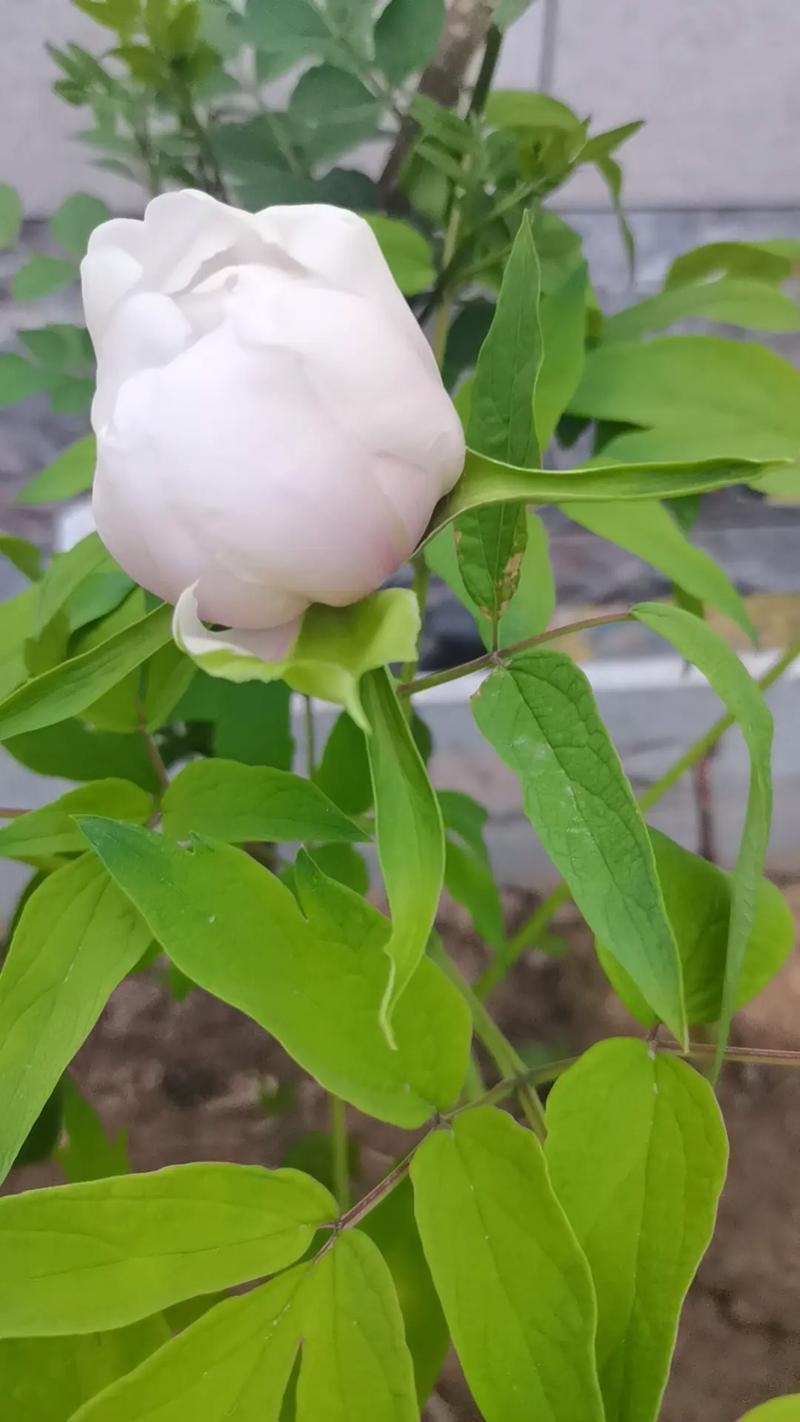 盆栽牡丹叶上湿印子是病害吗？-第1张图片-吾爱花网