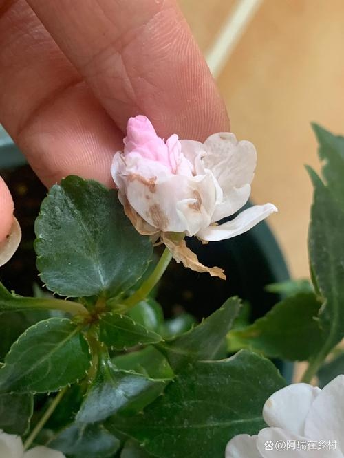 盆栽牡丹叶上湿印子是病害吗？-第2张图片-吾爱花网