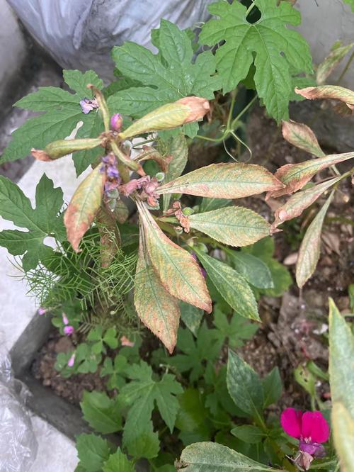 盆栽牡丹叶上湿印子是病害吗？-第3张图片-吾爱花网