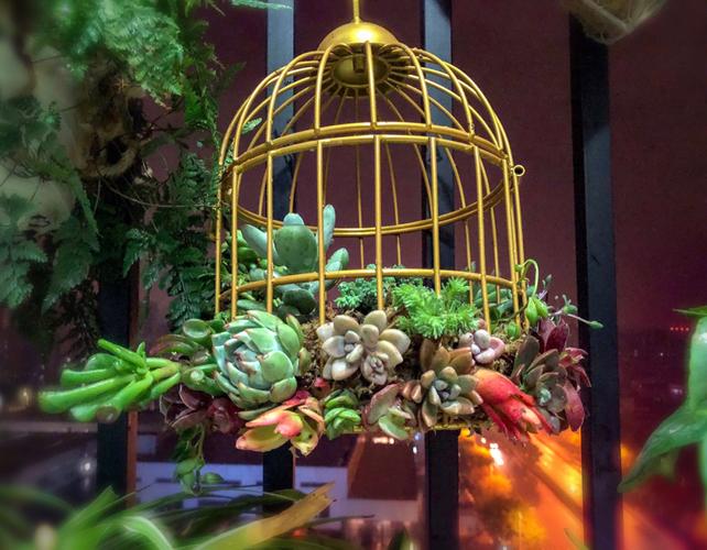 鸟笼多肉造型怎么设计这么美？-第2张图片-吾爱花网