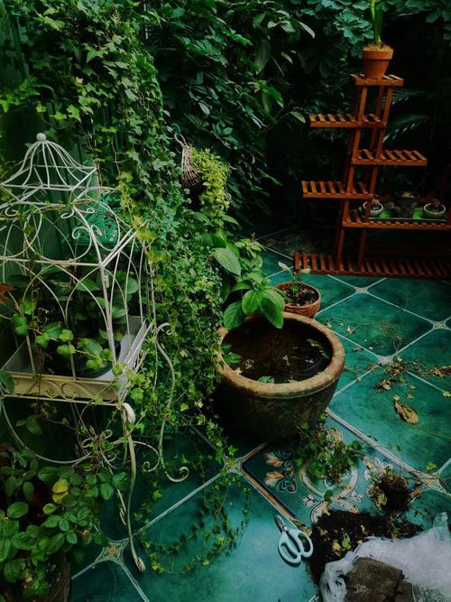 鸟笼多肉造型怎么设计这么美？-第3张图片-吾爱花网