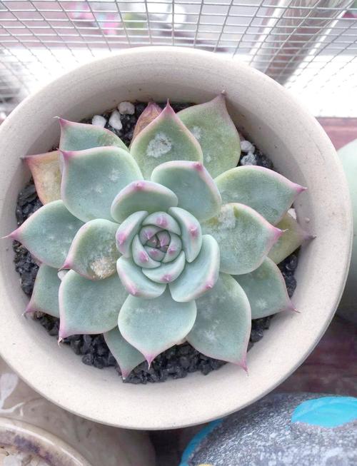 多肉植物出现白色斑点-第1张图片-吾爱花网