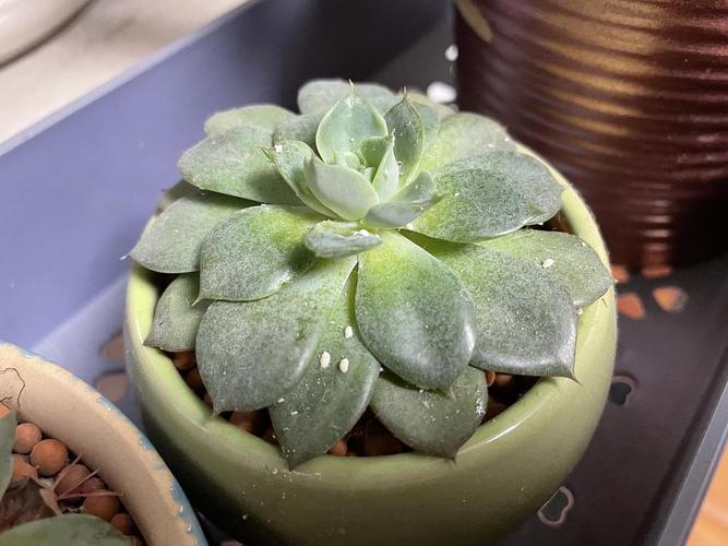 多肉植物出现白色斑点-第2张图片-吾爱花网