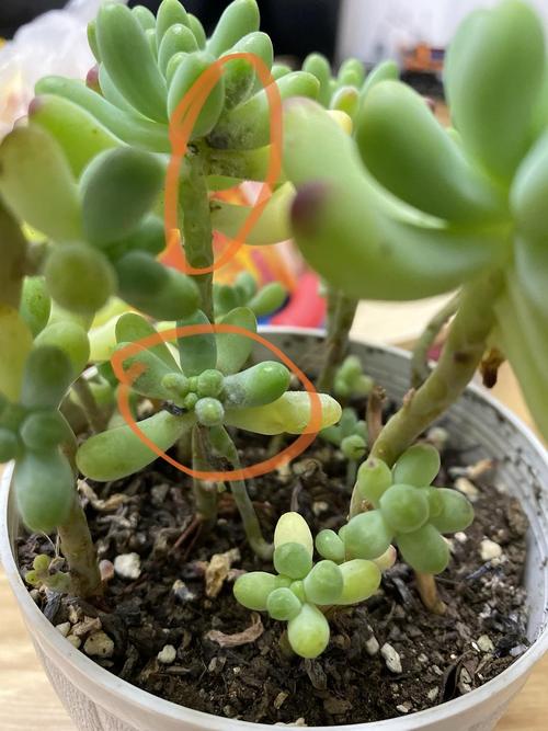 多肉植物出现白色斑点-第3张图片-吾爱花网