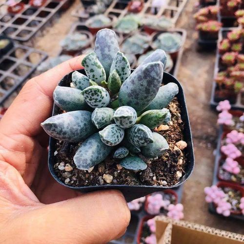 赤兔水泡多肉叶片为何易出水泡？-第1张图片-吾爱花网