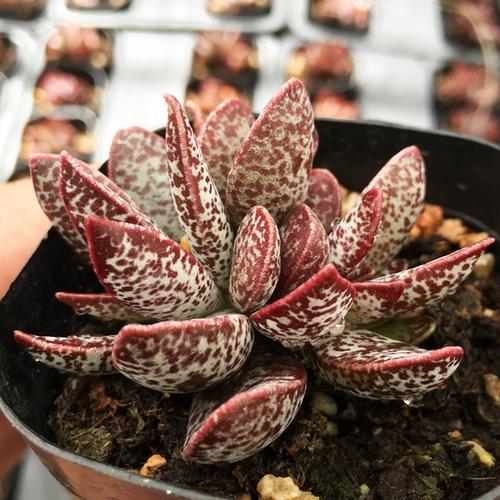 赤兔水泡多肉叶片为何易出水泡？-第2张图片-吾爱花网