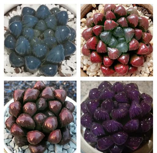 玉露冬天浇水咋把控？-第1张图片-吾爱花网