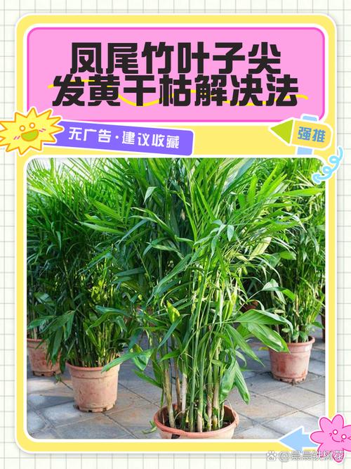 盆栽竹叶子发黄怎么办？-第1张图片-吾爱花网