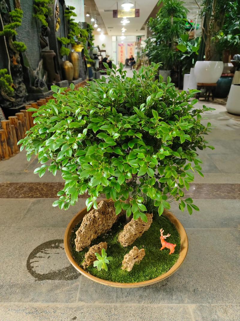 盆栽小叶紫檀冬天怎么养护？-第1张图片-吾爱花网