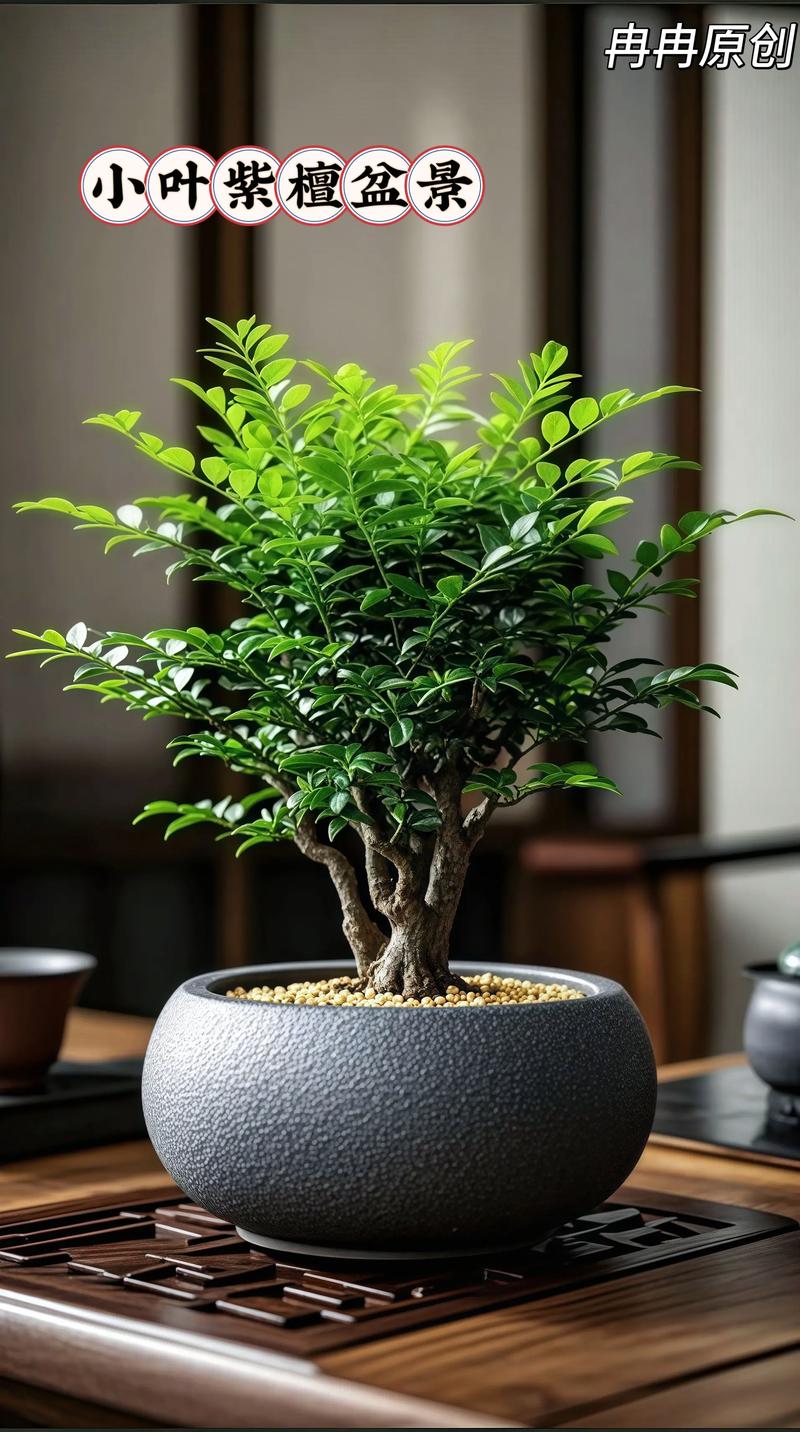 盆栽小叶紫檀冬天怎么养护？-第2张图片-吾爱花网