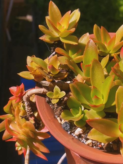 多肉火祭枝干为何会粗壮？-第1张图片-吾爱花网