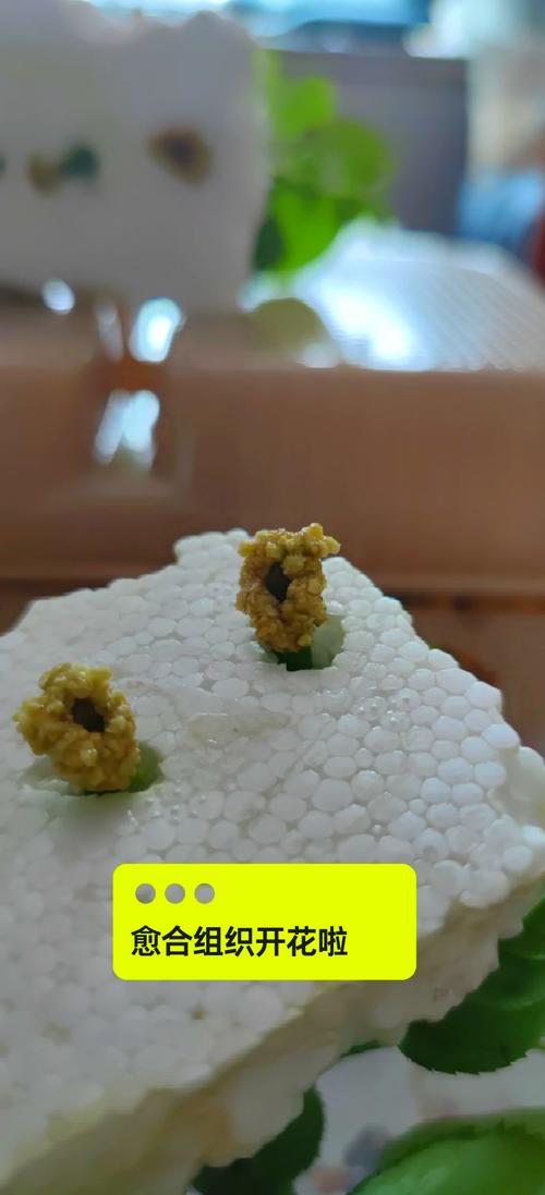 水培如何用多菌灵消毒-第1张图片-吾爱花网