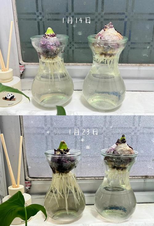 风信子水培发芽要多久-第1张图片-吾爱花网