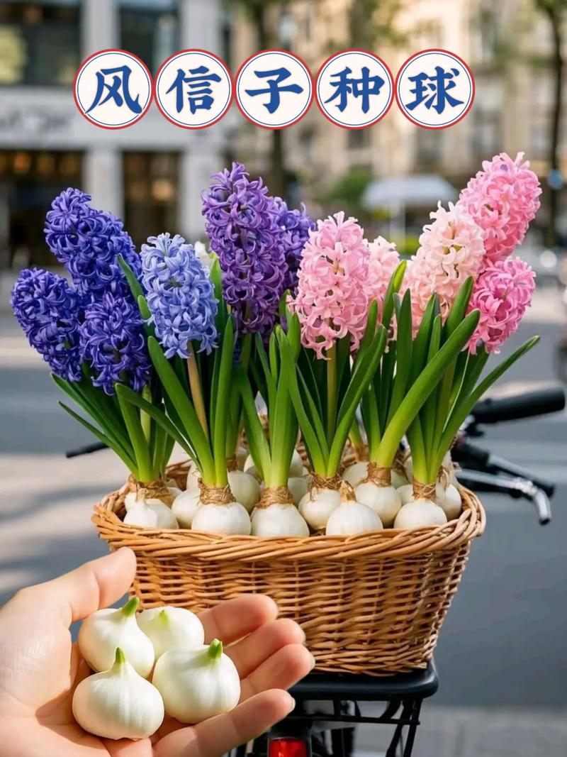 风信子水培发芽要多久-第2张图片-吾爱花网