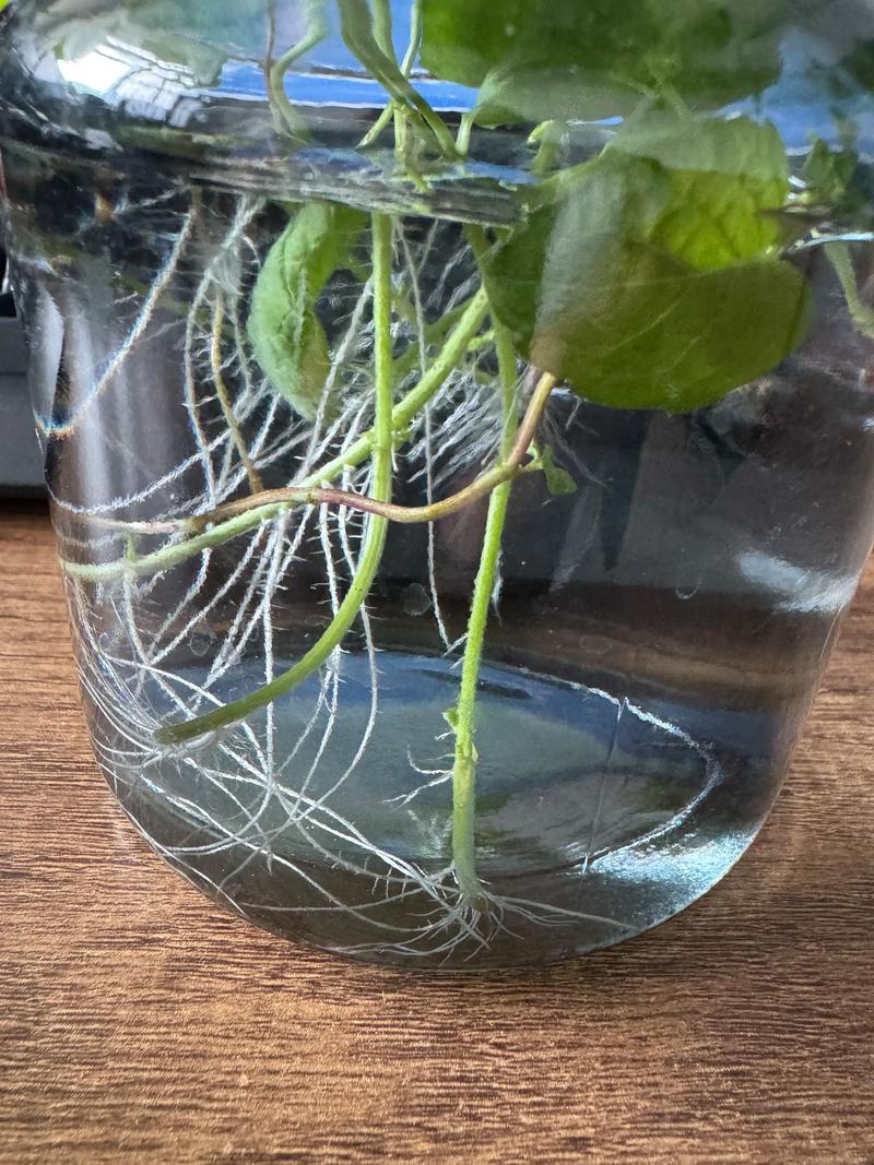 刚水培的薄荷放家里哪里合适？-第1张图片-吾爱花网