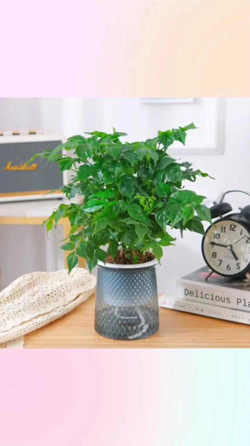 幸福树枝条能水培生根吗？-第1张图片-吾爱花网