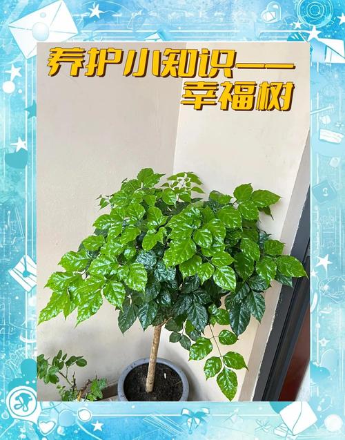 幸福树枝条能水培生根吗？-第2张图片-吾爱花网