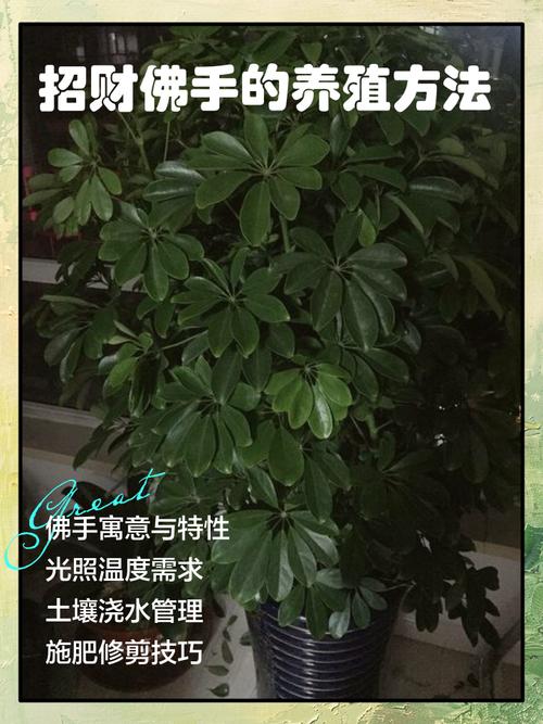 佛手花盆栽怎么养才好？-第2张图片-吾爱花网