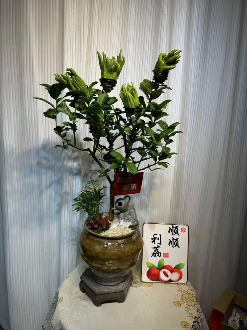 佛手花盆栽怎么养才好？-第3张图片-吾爱花网