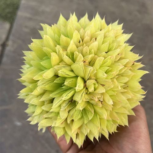 黄金凝脂菊为何叫黄金？-第1张图片-吾爱花网