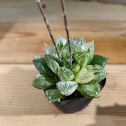 黄金凝脂菊为何叫黄金？-第2张图片-吾爱花网