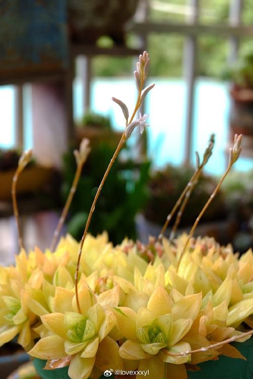 黄金凝脂菊为何叫黄金？-第3张图片-吾爱花网