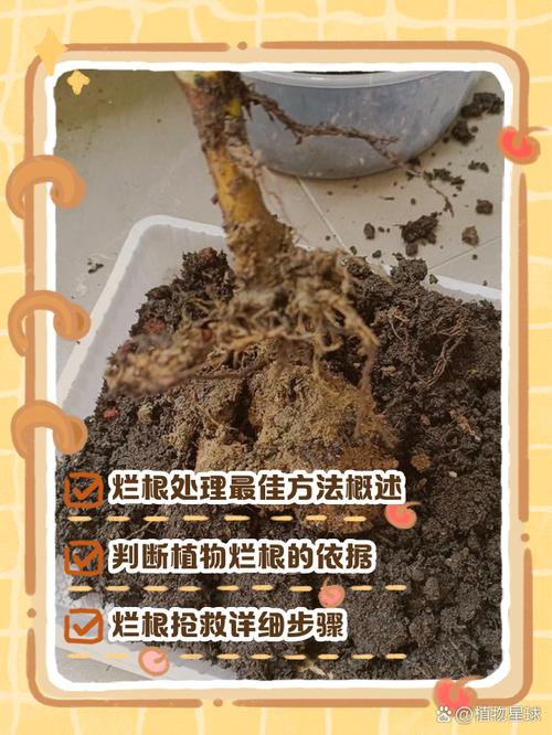 水培花后怎么防止烂根-第1张图片-吾爱花网