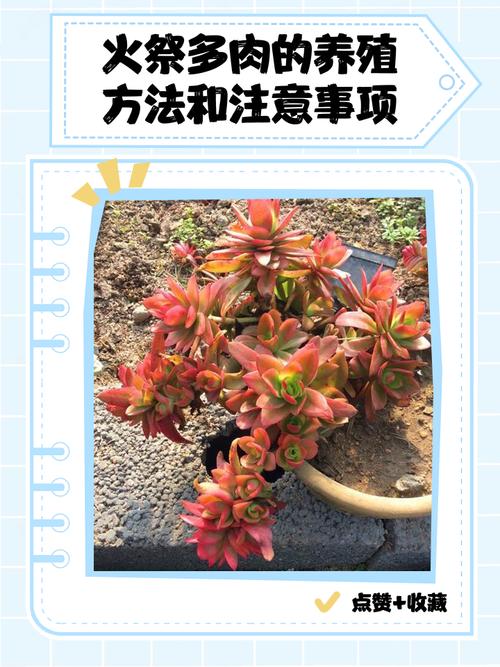 多肉火祭徒长怎么办？-第1张图片-吾爱花网