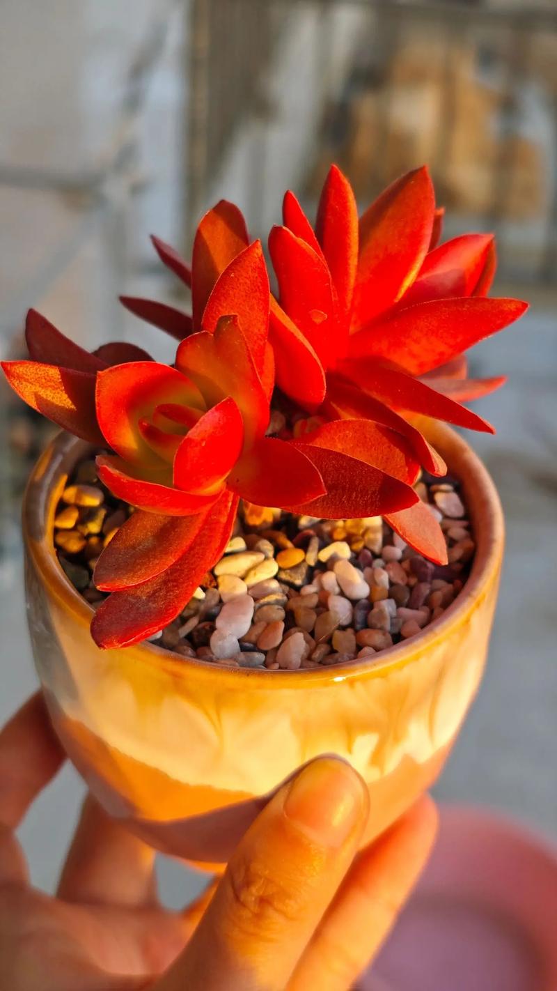 多肉火祭徒长怎么办？-第3张图片-吾爱花网