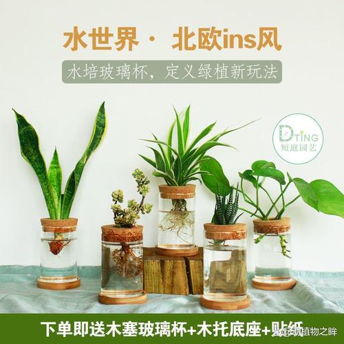 水培虎皮兰为什烂叶子-第1张图片-吾爱花网