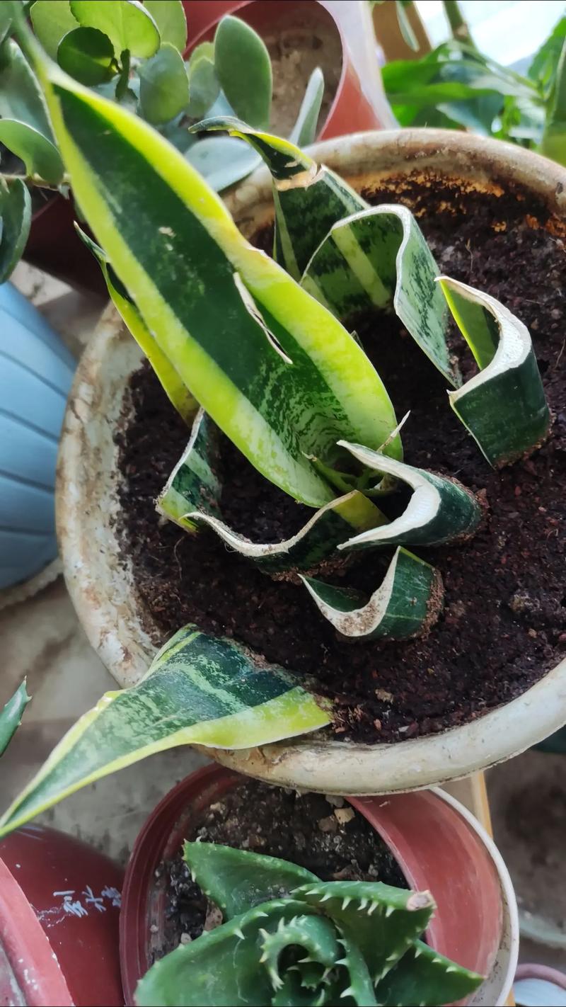 水培虎皮兰为什烂叶子-第2张图片-吾爱花网