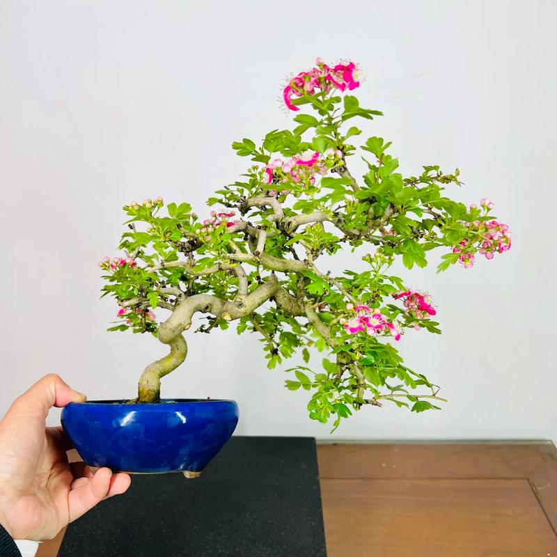 盆栽山楂如何多开花？-第1张图片-吾爱花网