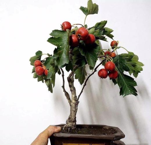 盆栽山楂如何多开花？-第2张图片-吾爱花网