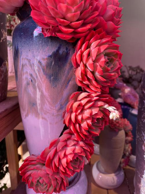 冬天多肉玫瑰怎么养殖-第1张图片-吾爱花网