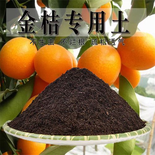 桔子盆栽施肥最佳时间是什么时候？-第2张图片-吾爱花网