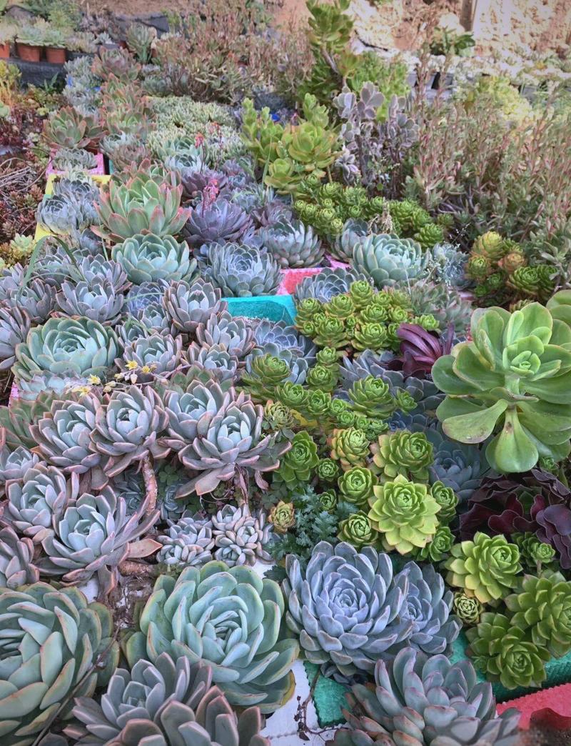 广东多肉冬天怎么安全过冬？-第2张图片-吾爱花网