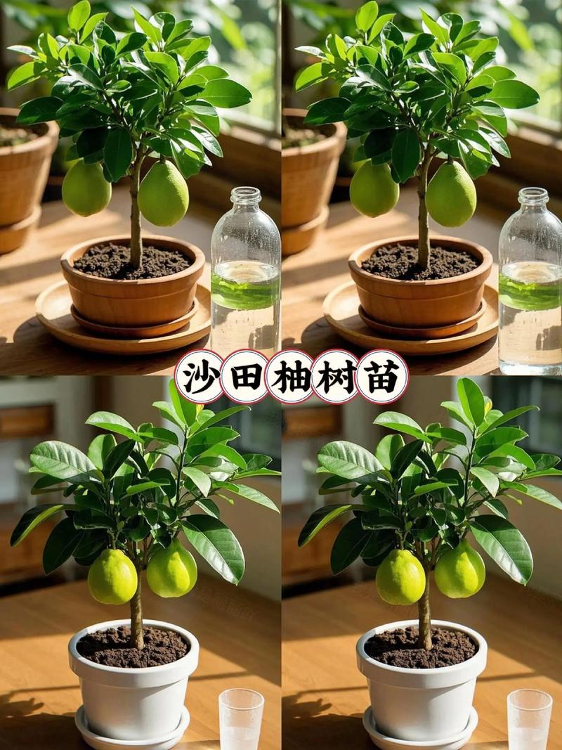 柚子树盆栽怎么种才结果？-第1张图片-吾爱花网