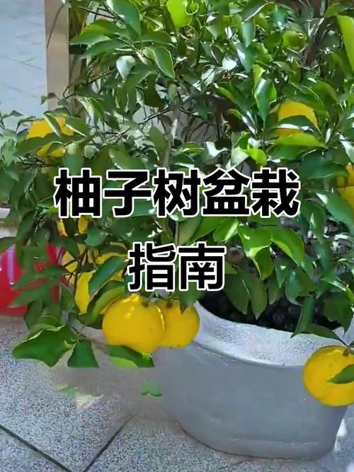 柚子树盆栽怎么种才结果？-第3张图片-吾爱花网