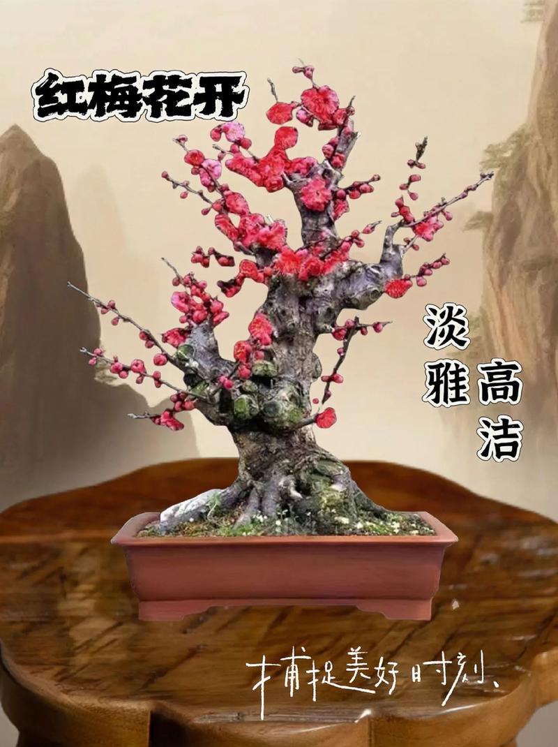 盆栽腊梅红梅几月开？-第1张图片-吾爱花网