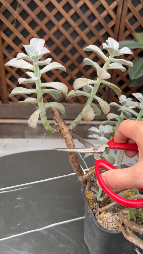 冬季怎么防止多肉徒长-第1张图片-吾爱花网