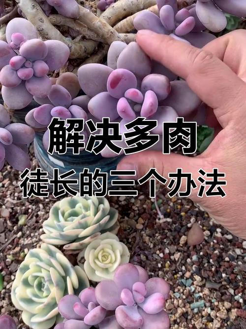 冬季怎么防止多肉徒长-第2张图片-吾爱花网