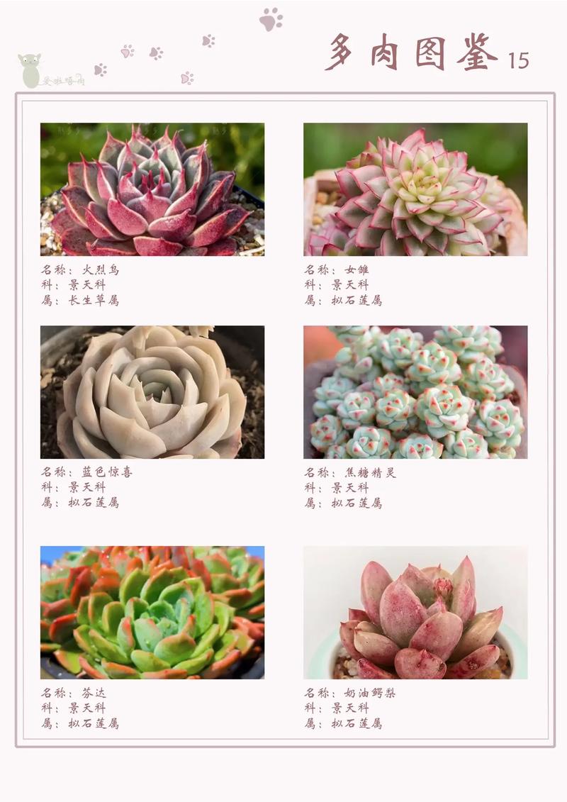 多肉植物图谱名称大全有哪些？-第1张图片-吾爱花网
