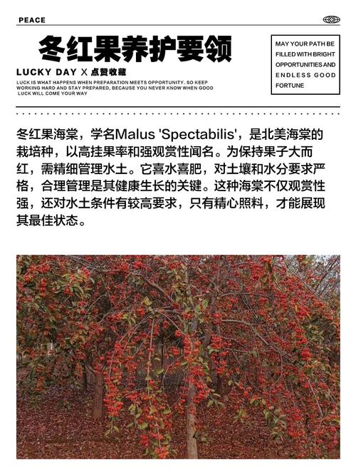 冬红果盆栽冬季会落叶吗？-第1张图片-吾爱花网