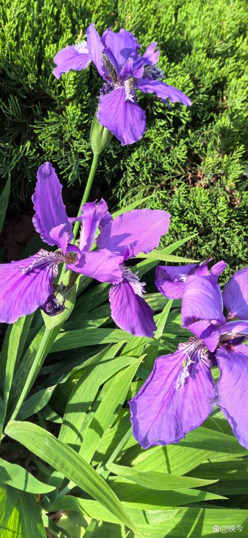 紫色鸢尾花能水培吗？-第2张图片-吾爱花网