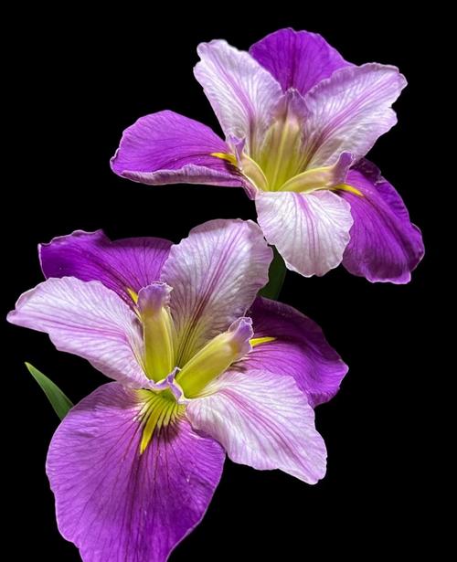 紫色鸢尾花能水培吗？-第3张图片-吾爱花网