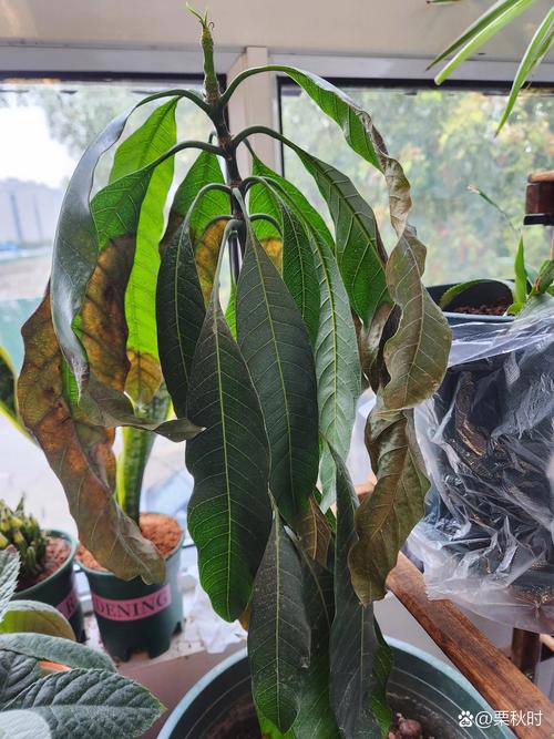 盆栽植物危害症状有哪些表现？-第1张图片-吾爱花网