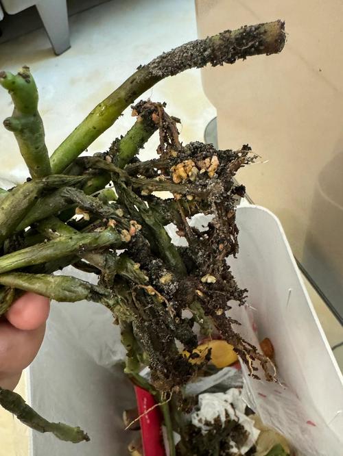 盆栽植物危害症状有哪些表现？-第2张图片-吾爱花网